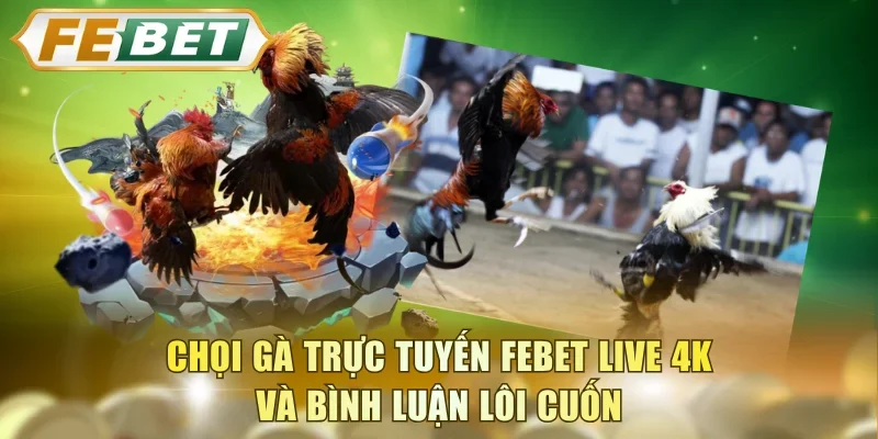 Chọi gà trực tuyến FEBET live 4K và bình luận lôi cuốn